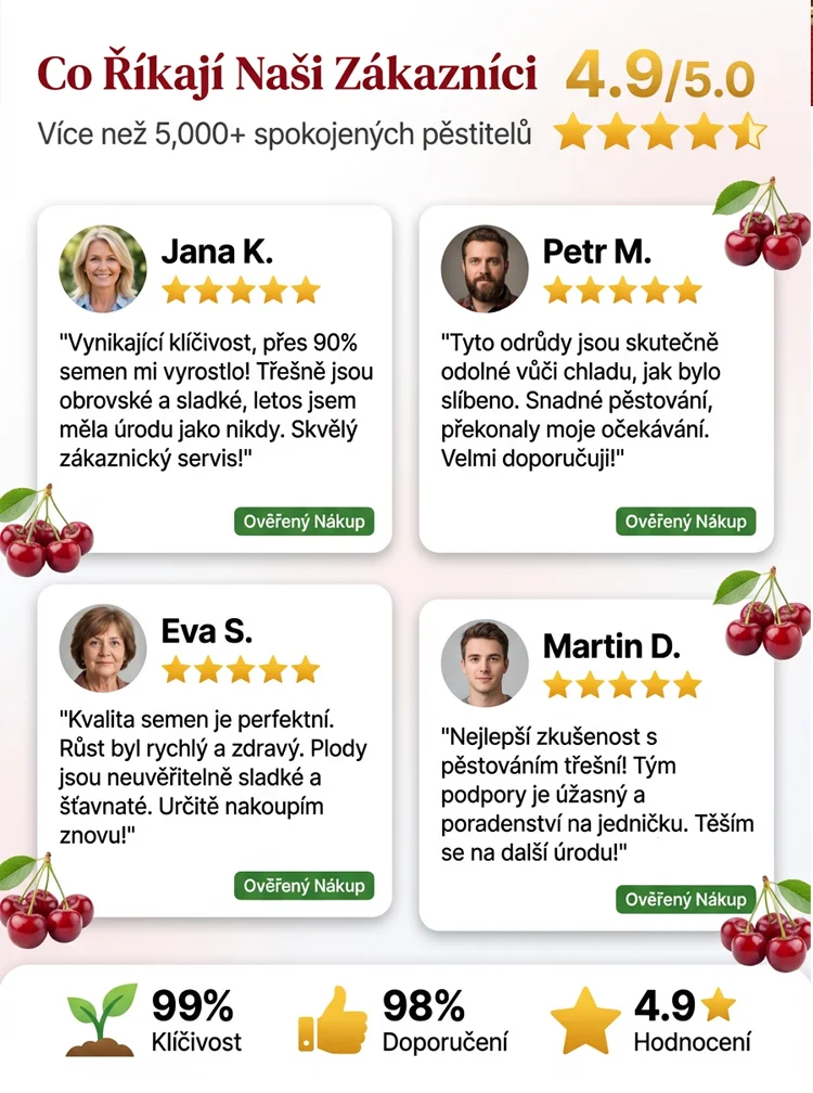 🍒【Lze vysazovat ve všech ročních obdobích】Dovezená semena chilské třešně✨️Míra přežití je 99,99 %