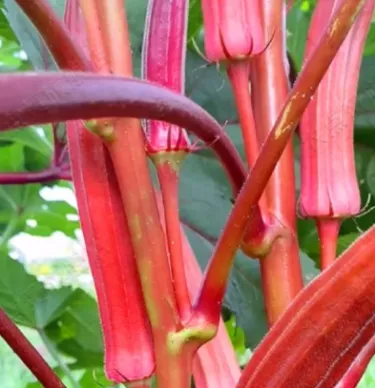 Vysoce výnosná semena červené okry odolná vůči chladu a suchu – AKCE 1+1 ZDARMA a DOPRAVA DOMŮ!