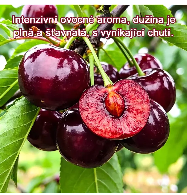 🍒【Lze vysazovat ve všech ročních obdobích】Dovezená semena chilské třešně✨️Míra přežití je 99,99 %
