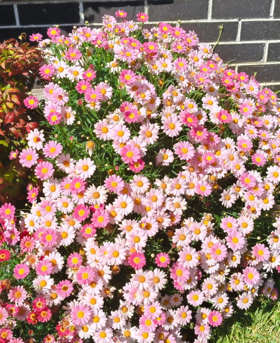 🌸 Barevná směs květin – jeden balíček, moře květů na celou sezónu!