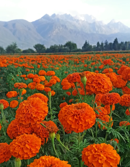 🌸 Barevná směs květin – jeden balíček, moře květů na celou sezónu!