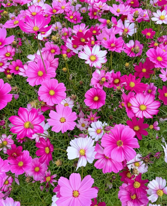 🌸 Barevná směs květin – jeden balíček, moře květů na celou sezónu!