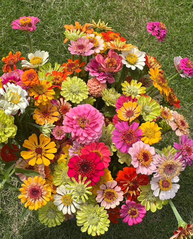 🌸 Barevná směs květin – jeden balíček, moře květů na celou sezónu!