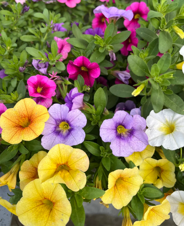 🌸 Barevná směs květin – jeden balíček, moře květů na celou sezónu!