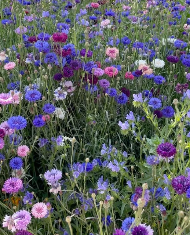 🌸 Barevná směs květin – jeden balíček, moře květů na celou sezónu!