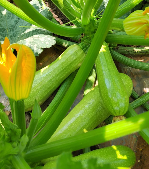 Semena cukety F1 superplodná – hromadné plodění, bez GMO