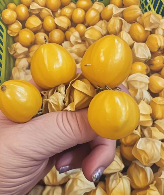 Semena Physalis – Lahodné a snadno se pěstují!