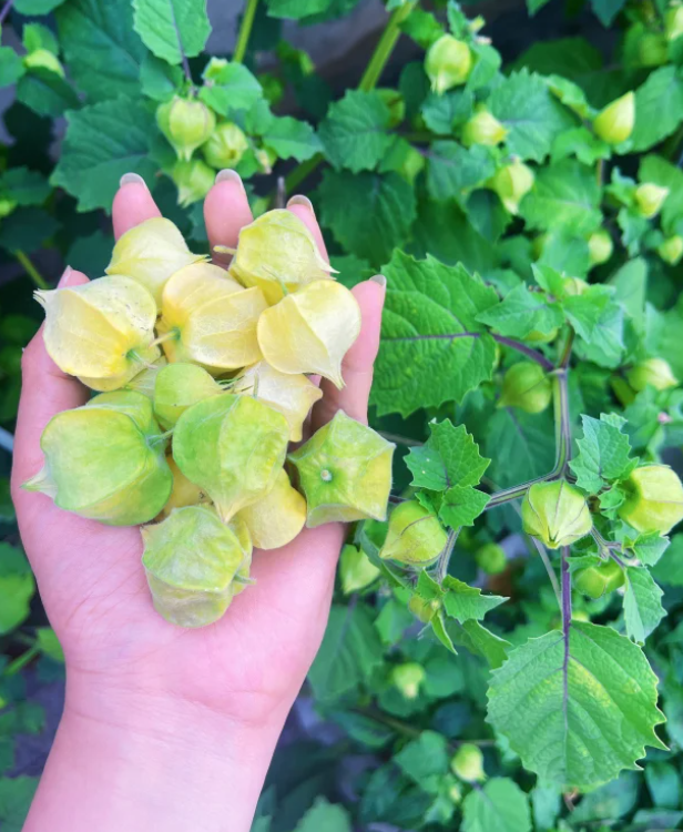 Semena Physalis – Lahodné a snadno se pěstují!