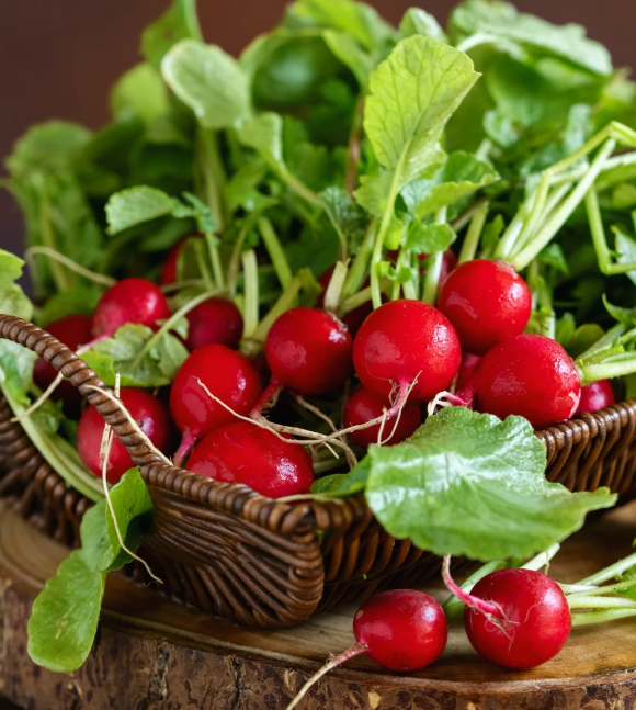 🍒Semena Cherry Ředkviček – Sladké, Chrumkavé a Rýchlo Rastúce🌱