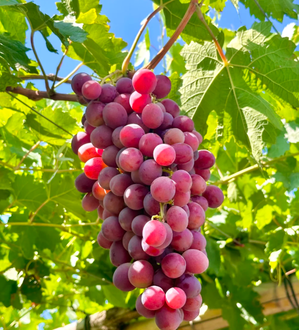 🌿 Obrovská semena hroznů – silné kořeny, velké plody bez semínek 🍇
