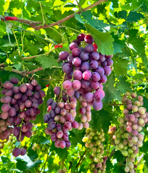 🌿 Obrovská semena hroznů – silné kořeny, velké plody bez semínek 🍇
