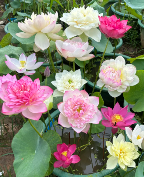 Mini lotos pěstovaný v misce