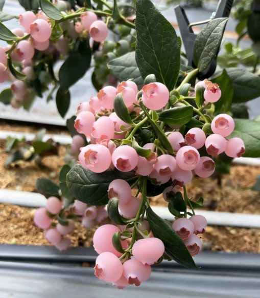 🌸🫐 Růžová borůvka – vzácná exotická novinka ve vaší zahradě! (Vzácná odrůda 🌟, omezené zásoby 📦 – kdo dřív přijde, ten dřív mele ⏳)