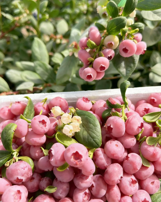 🌸🫐 Růžová borůvka – vzácná exotická novinka ve vaší zahradě! (Vzácná odrůda 🌟, omezené zásoby 📦 – kdo dřív přijde, ten dřív mele ⏳)