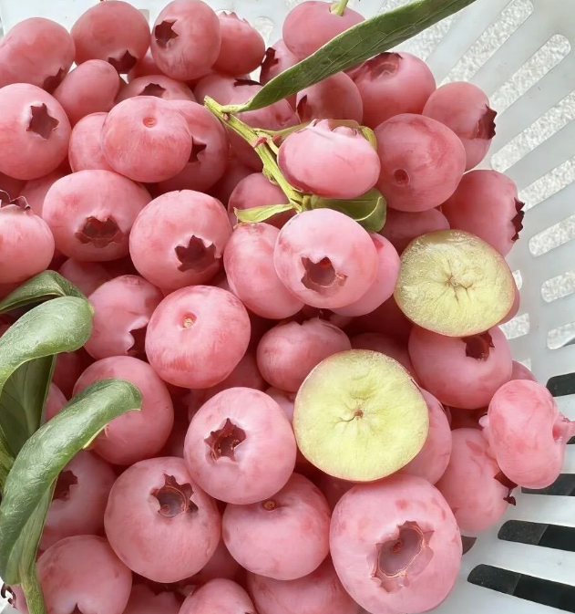 🌸🫐 Růžová borůvka – vzácná exotická novinka ve vaší zahradě! (Vzácná odrůda 🌟, omezené zásoby 📦 – kdo dřív přijde, ten dřív mele ⏳)