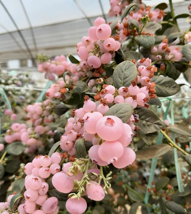 🌸🫐 Růžová borůvka – vzácná exotická novinka ve vaší zahradě! (Vzácná odrůda 🌟, omezené zásoby 📦 – kdo dřív přijde, ten dřív mele ⏳)