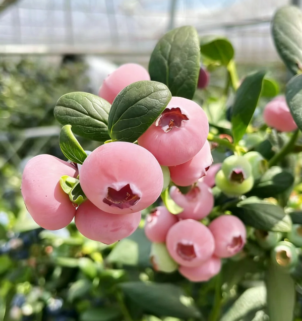 🌸🫐 Růžová borůvka – vzácná exotická novinka ve vaší zahradě! (Vzácná odrůda 🌟, omezené zásoby 📦 – kdo dřív přijde, ten dřív mele ⏳)