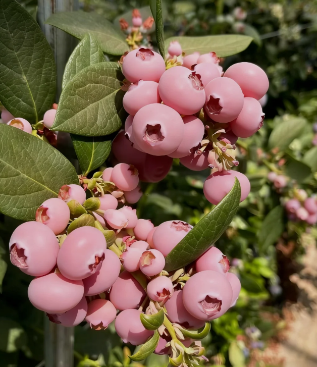 🌸🫐 Růžová borůvka – vzácná exotická novinka ve vaší zahradě! (Vzácná odrůda 🌟, omezené zásoby 📦 – kdo dřív přijde, ten dřív mele ⏳)
