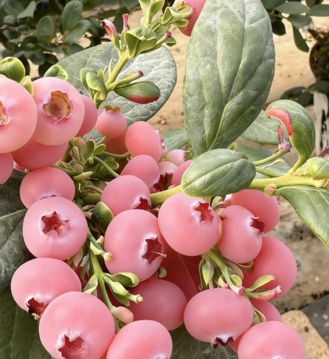 🌸🫐 Růžová borůvka – vzácná exotická novinka ve vaší zahradě! (Vzácná odrůda 🌟, omezené zásoby 📦 – kdo dřív přijde, ten dřív mele ⏳)