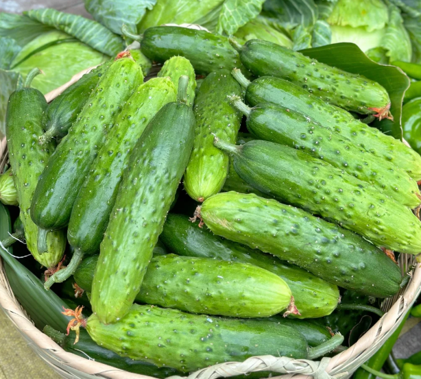 🥒 Tradičné uhorky s tŕňmi – chutné, šťavnaté a výnosné!