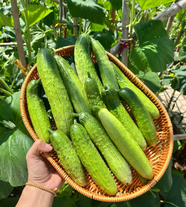 🥒 Tradičné uhorky s tŕňmi – chutné, šťavnaté a výnosné!
