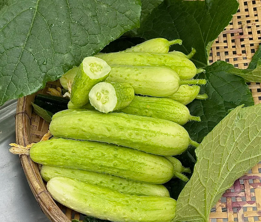 🥒 Tradičné uhorky s tŕňmi – chutné, šťavnaté a výnosné!