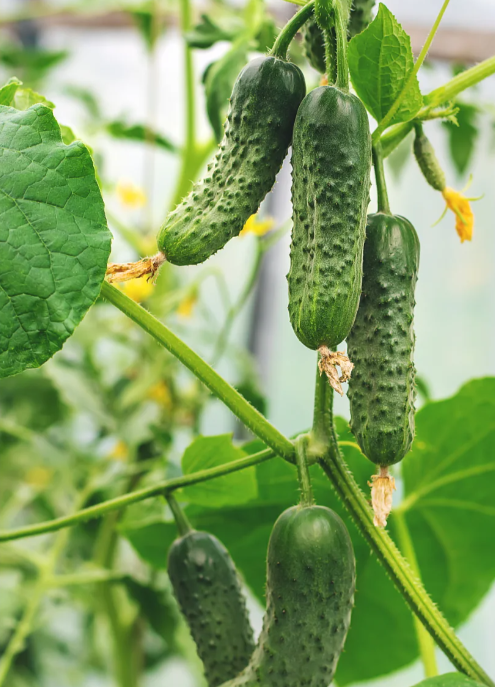 🥒 Tradičné uhorky s tŕňmi – chutné, šťavnaté a výnosné!