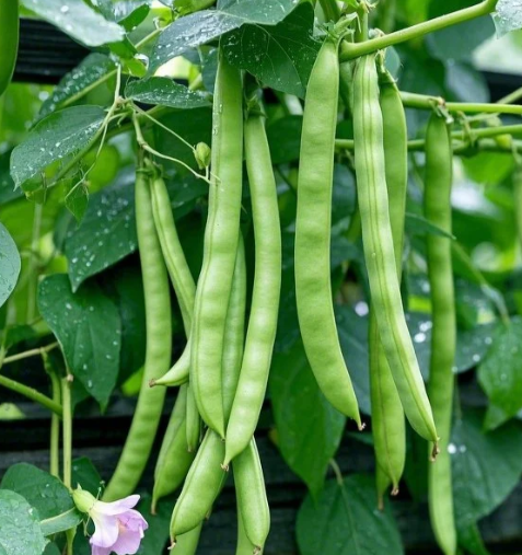 🔥Семена от джуджест храстов боб 🌱 | Висок добив • Без решетка • Лесно отглеждане