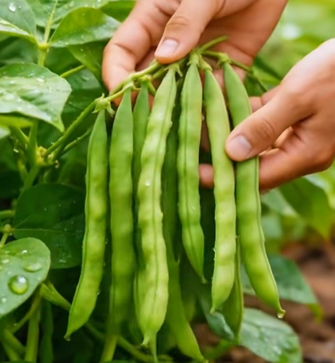 🔥Семена от джуджест храстов боб 🌱 | Висок добив • Без решетка • Лесно отглеждане