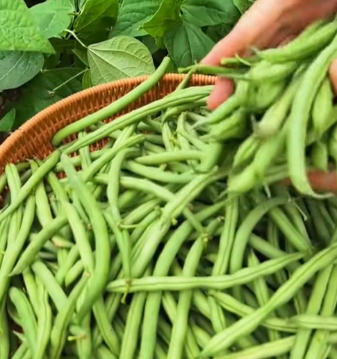 🔥Семена от джуджест храстов боб 🌱 | Висок добив • Без решетка • Лесно отглеждане