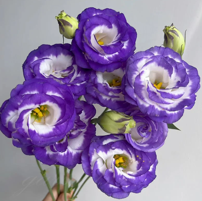 🔥Последен ден на продажба💝Eustoma Thornless Rose💐Семена от лизиантус