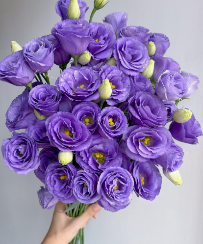 🔥Последен ден на продажба💝Eustoma Thornless Rose💐Семена от лизиантус