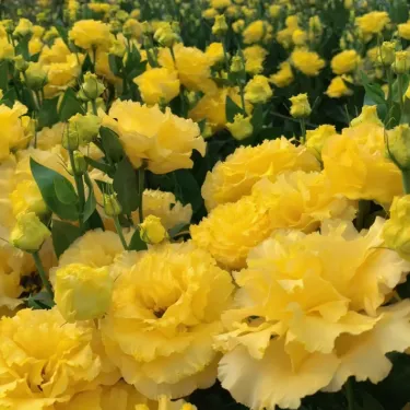 🌺 Lisianthus - Upřímná láska