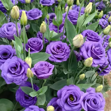 🌺 Lisianthus - Upřímná láska