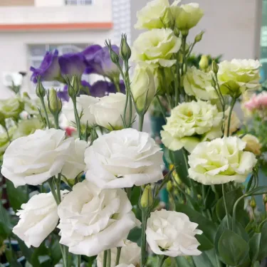 🌺 Lisianthus - Upřímná láska