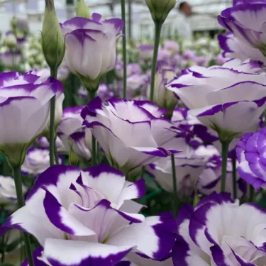 🌺 Lisianthus - Upřímná láska