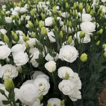 🌺 Lisianthus - Upřímná láska