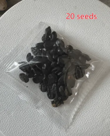 🌈 Semena směsi hortenzií – krásná a odolná trvalka pro vaši zahradu ✨🌺