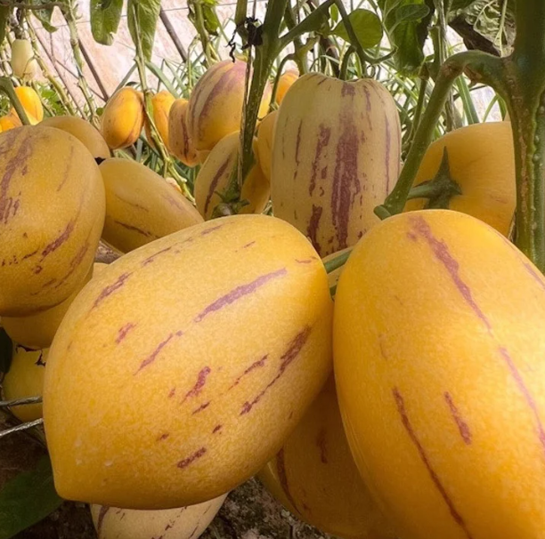 Ženšenové ovoce reguluje cukr a tlak 🌱 žlutá dužina | Doprava zdarma ✅