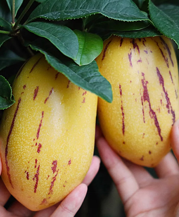 Ženšenové ovoce reguluje cukr a tlak 🌱 žlutá dužina | Doprava zdarma ✅