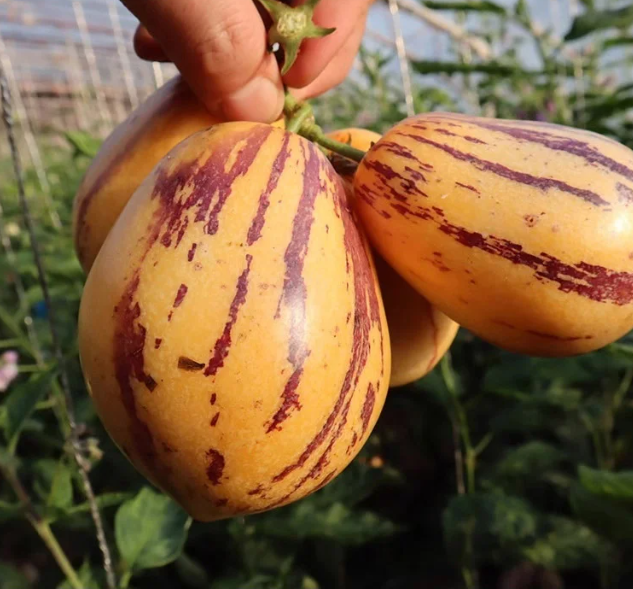 Ženšenové ovoce reguluje cukr a tlak 🌱 žlutá dužina | Doprava zdarma ✅
