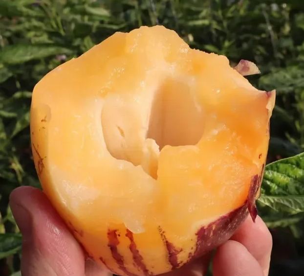 Ženšenové ovoce reguluje cukr a tlak 🌱 žlutá dužina | Doprava zdarma ✅