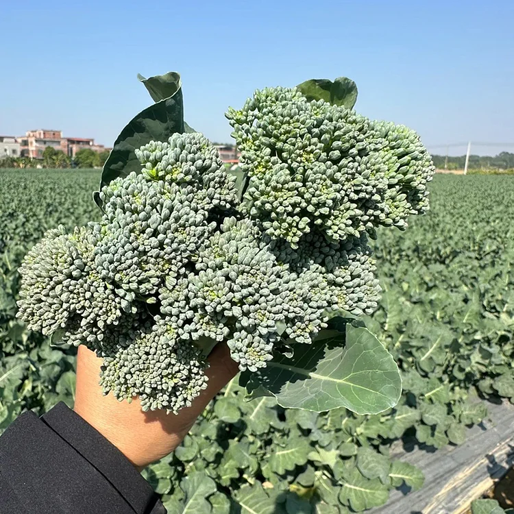 🌱 Semena brokolice rabe – rychle rostoucí, čerstvé výhonky za pouhých 30 dní!