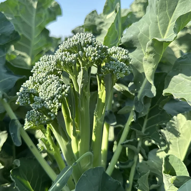 🌱 Semena brokolice rabe – rychle rostoucí, čerstvé výhonky za pouhých 30 dní!