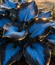 🔥 Prémiová vzácná semena hosty 🌿 rostlina tolerantní ke stínu