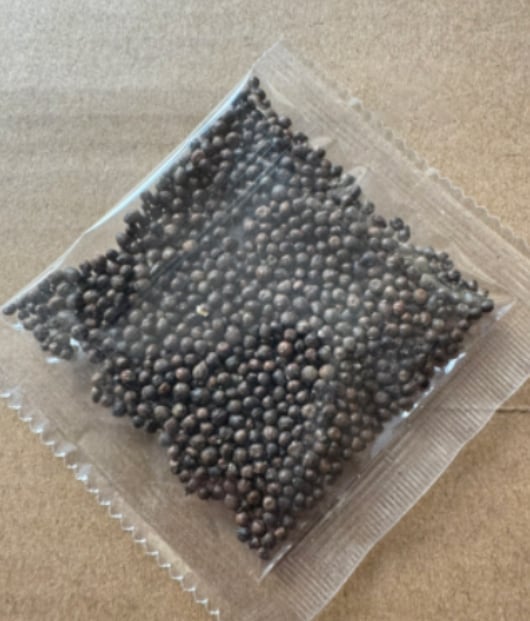 🔥 Prémiová vzácná semena hosty 🌿 rostlina tolerantní ke stínu