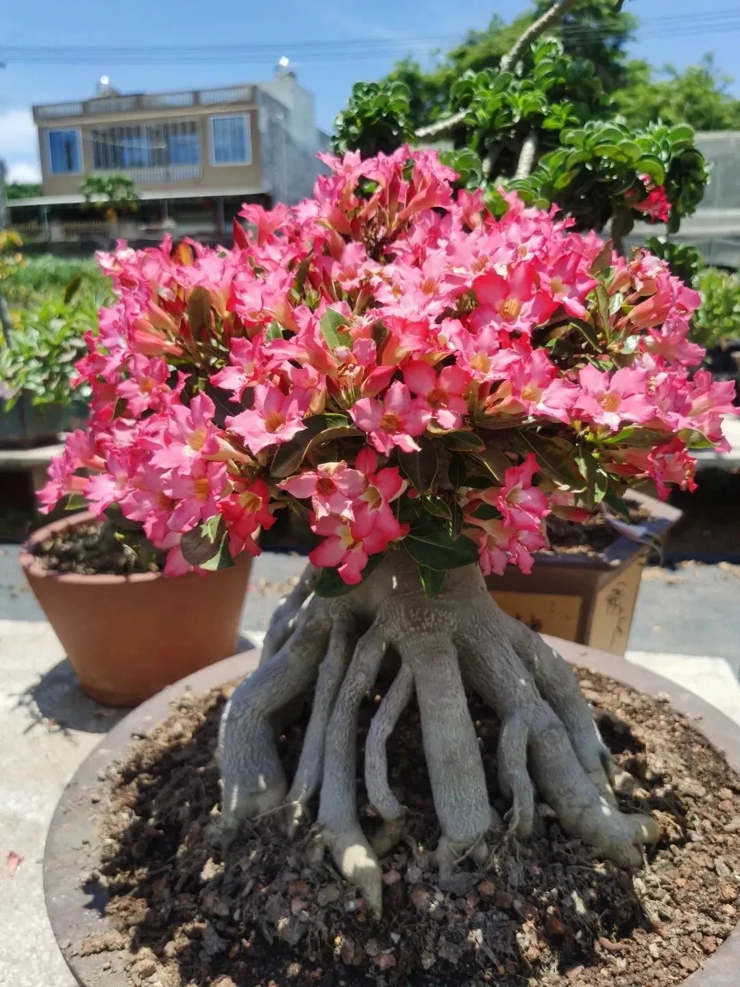 🌵🌹 Потопете се в красотата на пустинята: Семена на пустинна роза за вашия спокоен оазис! – Различни цветове 🌱 Дълъг период на цъфтеж 🏜️🌺