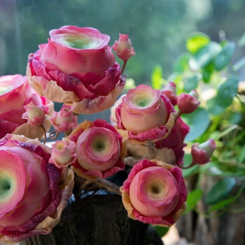 🌱🌹 Mountain Rose – Piękno, które nigdy nie więdnie, idealne nawet dla początkujących! 🌺