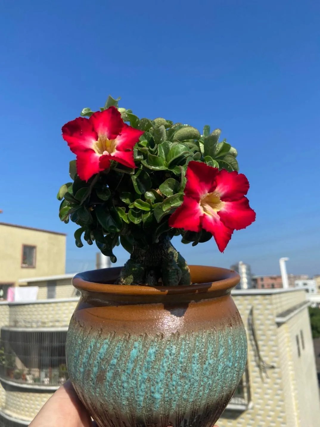 🌵🌹 Потопете се в красотата на пустинята: Семена на пустинна роза за вашия спокоен оазис! – Различни цветове 🌱 Дълъг период на цъфтеж 🏜️🌺