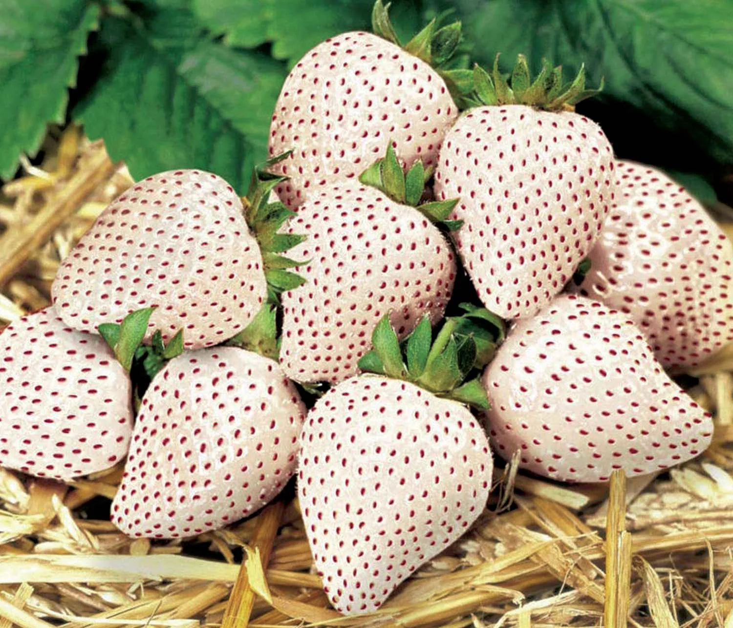🍓 Semena bílé krémové jahody – sladká, výjimečná a snadná na pěstování doma